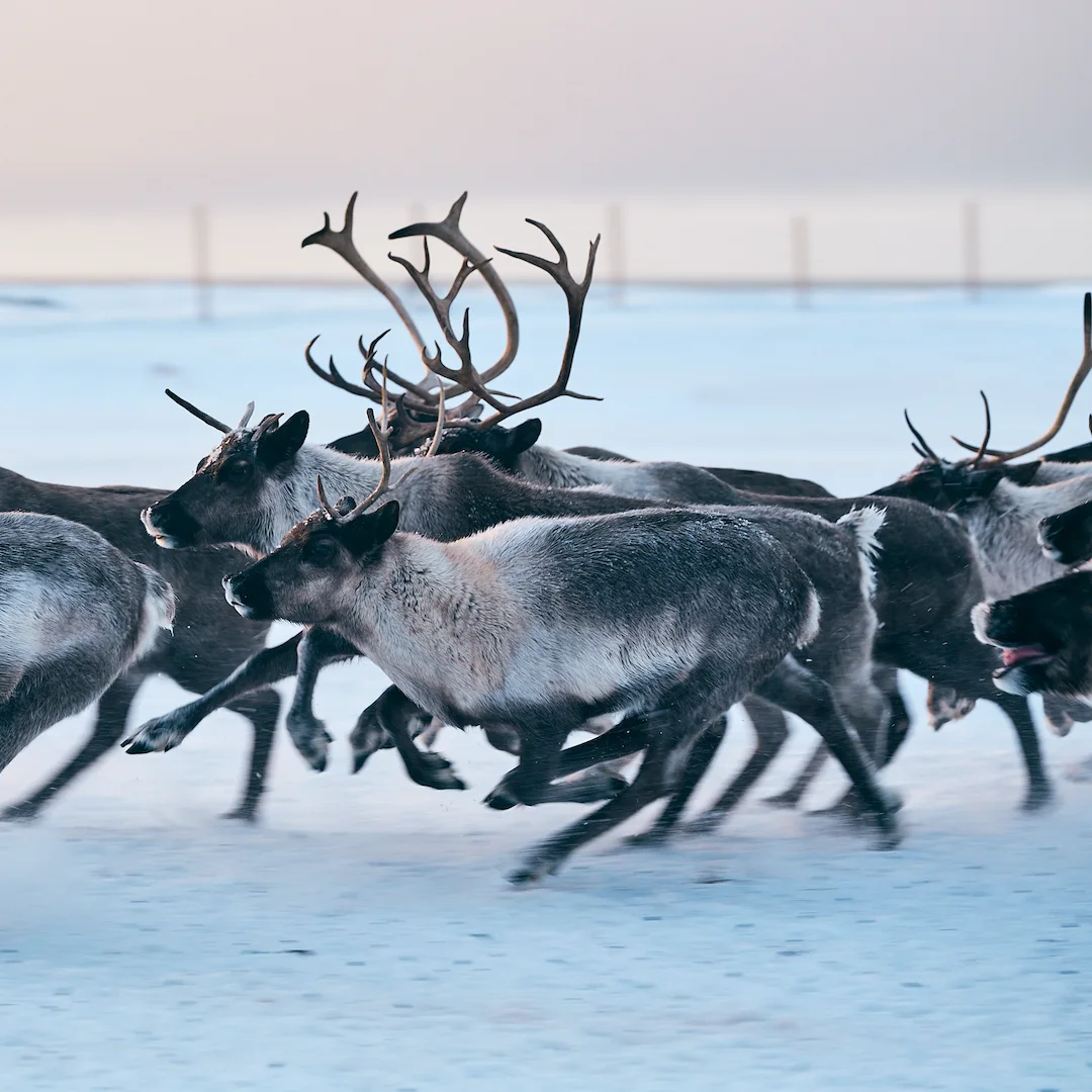 reindeer running on snow in alaska at sunset